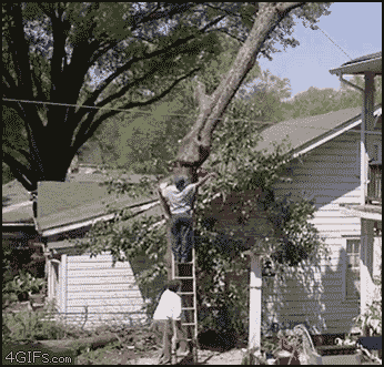 how-not-to-cut-a-tree-down