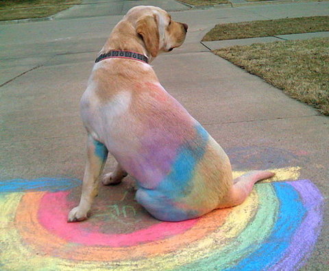 rainbow-dog-(pic)