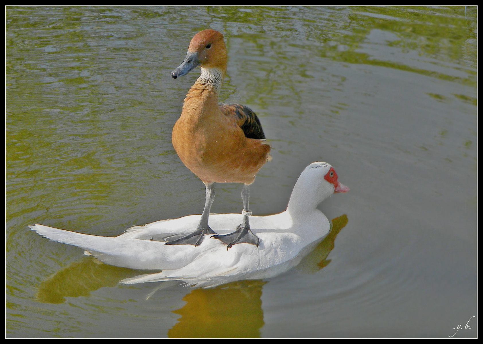 duck-pic.jpg