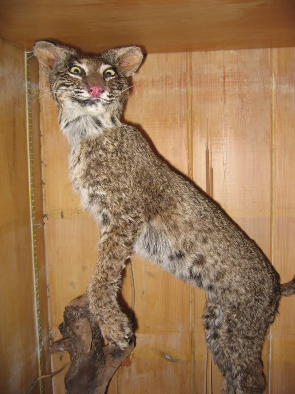 my-buddy's-first-attempt-at-taxidermy.-it's-a-little-bit-derp.