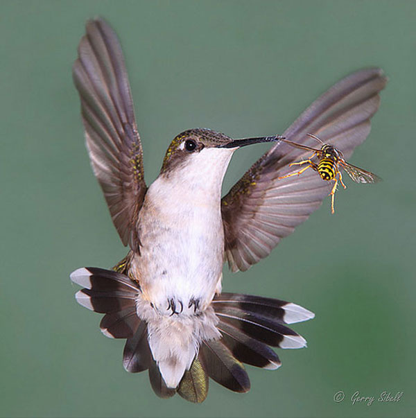 humming bird bee