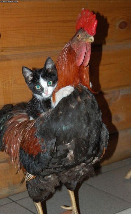 Tiny Pussy Riding A Huge Cock Funny Pictures Quotes Pics Photos Images Videos Of Really