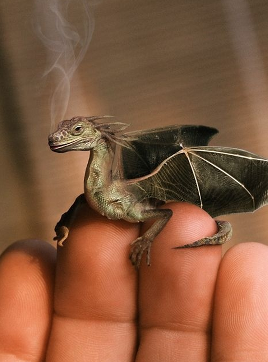Real Dragon | Funny Pictures, Quotes, Pics, Photos, Images. Videos of  Really Very Cute animals.