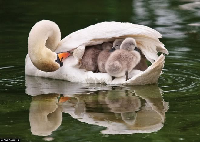 A mother duck carrying her babies | Funny Pictures, Quotes, Pics, Photos,  Images. Videos of Really Very Cute animals.