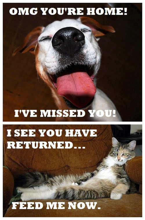 Dogs vs. cats emotions Funny Pictures, Quotes, Pics, Photos, Images