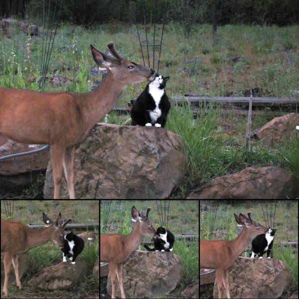 Deer Cat, I love you | Funny Pictures, Quotes, Pics ...