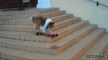 funny-gifs-a-collie-skateboards-down-stairs12.gif