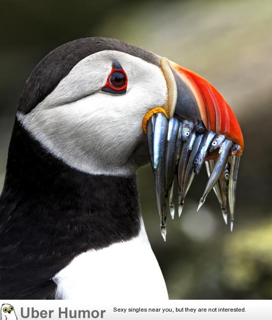 Closeup of a Puffin with a mouthful of Sand Eels  Funny 
