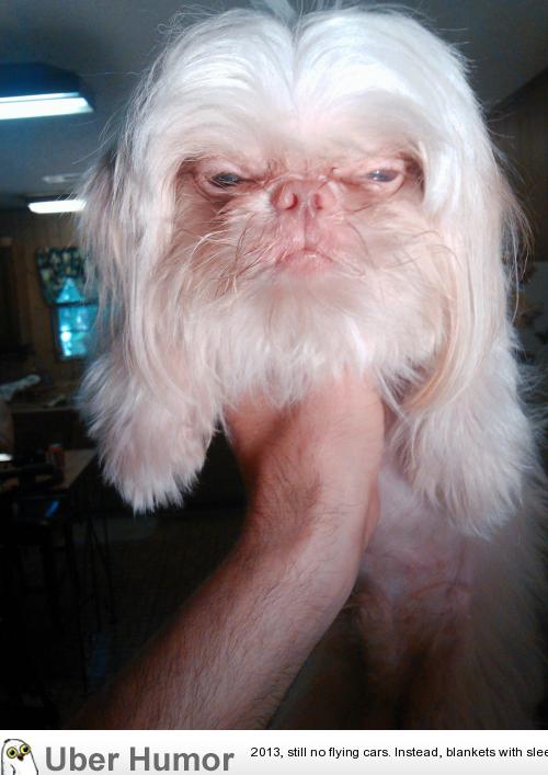 Dog with hairy wise old man's face | Funny Pictures, Quotes, Pics, Photos,  Images. Videos of Really Very Cute animals.