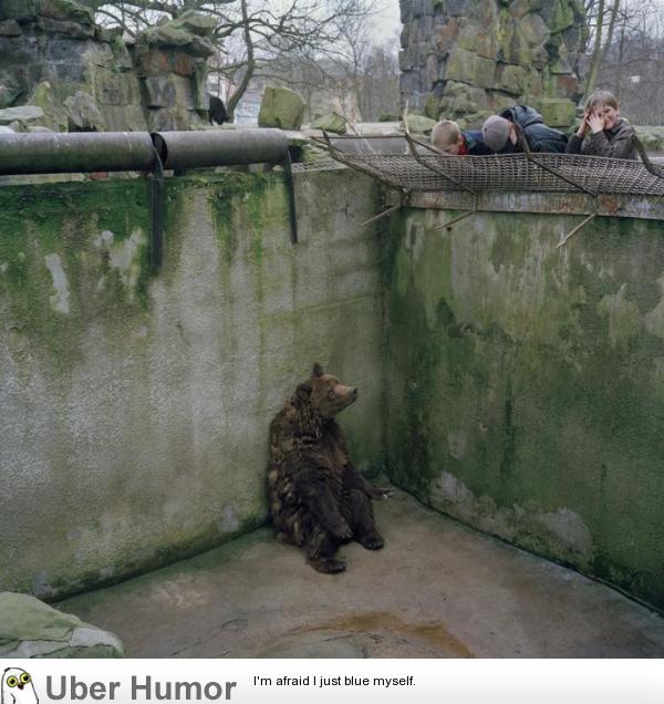 bear sits alone in a pit in the utterly depressing Kaliningrad zoo.