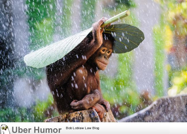 funny animals in the rain