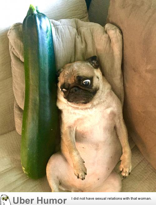 Image for funny zucchini images