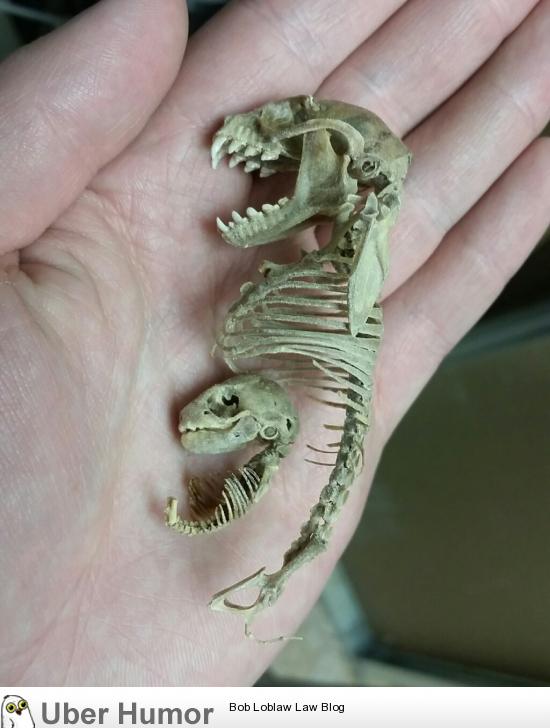 Skeleton of a pregnant mother fruit bat | Funny Pictures, Quotes, Pics,  Photos, Images. Videos of Really Very Cute animals.