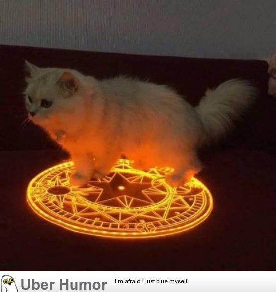 When you try to summon the devil but you end up summoning something of more  evil | Funny Pictures, Quotes, Pics, Photos, Images. Videos of Really Very  Cute animals.