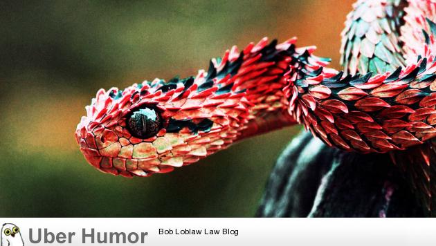 I don't usually like the look of snakes but this one is an exception | Funny  Pictures, Quotes, Pics, Photos, Images. Videos of Really Very Cute animals.