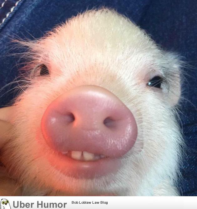 This piglet with buck tooth | Funny Pictures, Quotes, Pics, Photos, Images.  Videos of Really Very Cute animals.