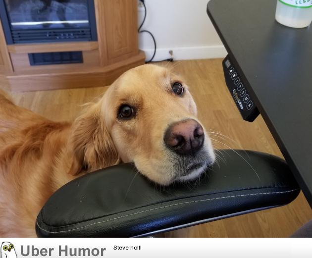 I work from home and my golden comes in my office everyday around noon to  remind me that its time for a lunch break. | Funny Pictures, Quotes, Pics,  Photos, Images. Videos