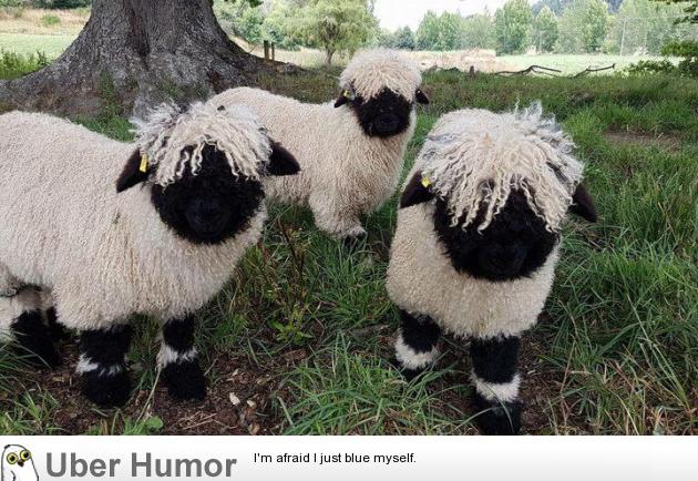 Making its breed world debut in New Zealand, dubbed 'The Worlds Cutest Sheep'  | Funny Pictures, Quotes, Pics, Photos, Images. Videos of Really Very Cute  animals.