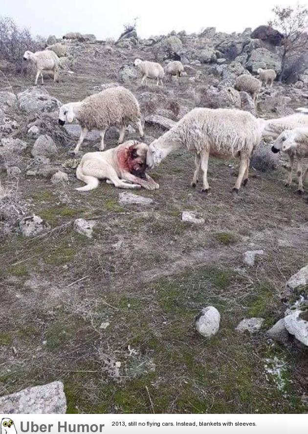 Sheep shows gratitude to the dog after saving them from a wolf attack. |  Funny Pictures, Quotes, Pics, Photos, Images. Videos of Really Very Cute  animals.