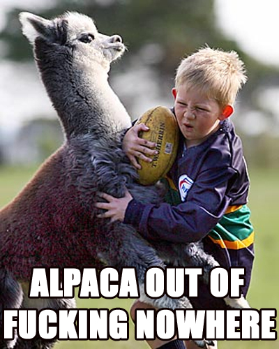 alpaca-out-of-fucking-nowhere