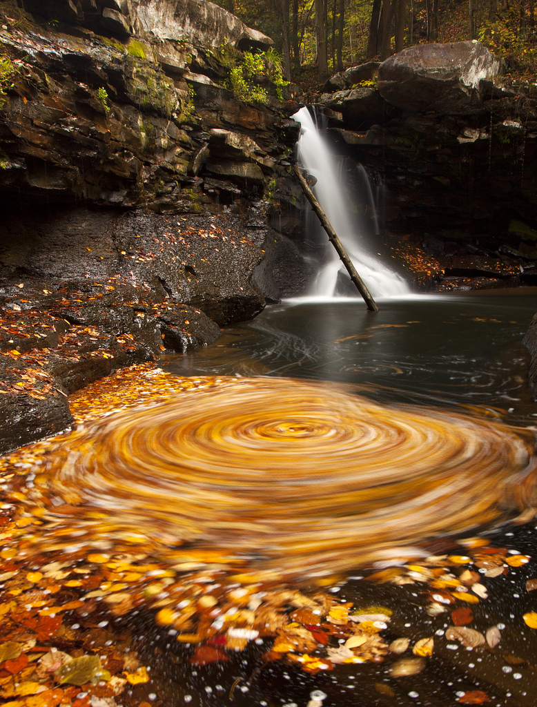 whirlpool of leaves