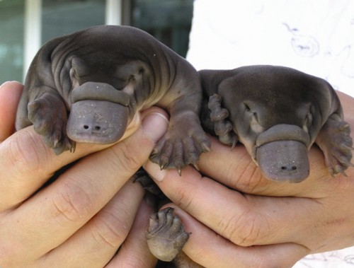 just-a-couple-baby-platypus,-nothing-more.