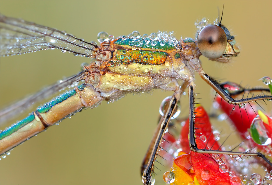 dragonfly-details.