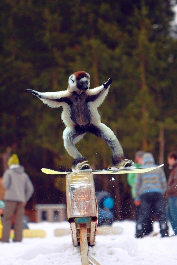World’s First Snowboarding Monkey