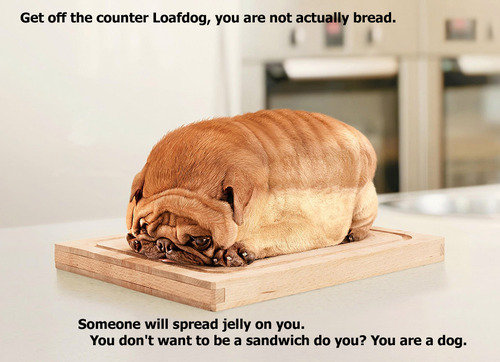 Loafdog.