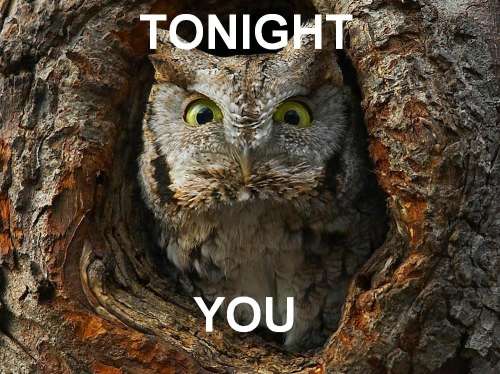 funny owl pics