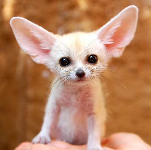 A baby fox. That is all.