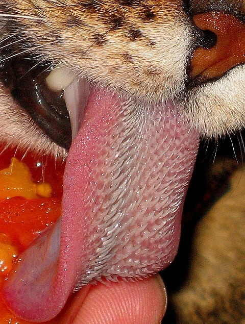 The tongue of a tiger