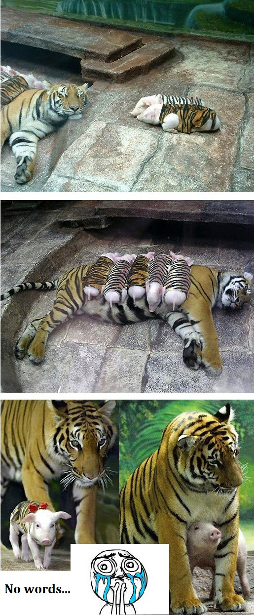 For the love of all things, don't tell the mommy tiger about bacon | Funny  Pictures, Quotes, Pics, Photos, Images. Videos of Really Very Cute animals.