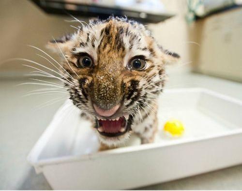 Angry tiger baby, that is all | Funny Pictures, Quotes, Pics, Photos,  Images. Videos of Really Very Cute animals.