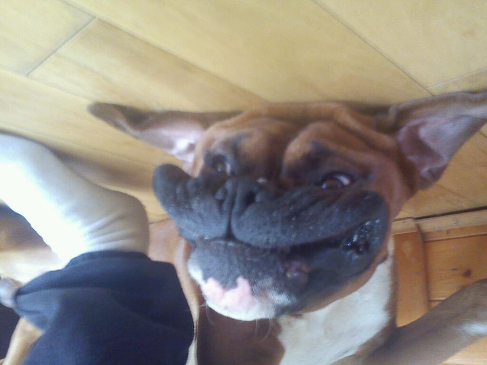 My dog Bert upside down | Funny Pictures, Quotes, Pics, Photos, Images.  Videos of Really Very Cute animals.