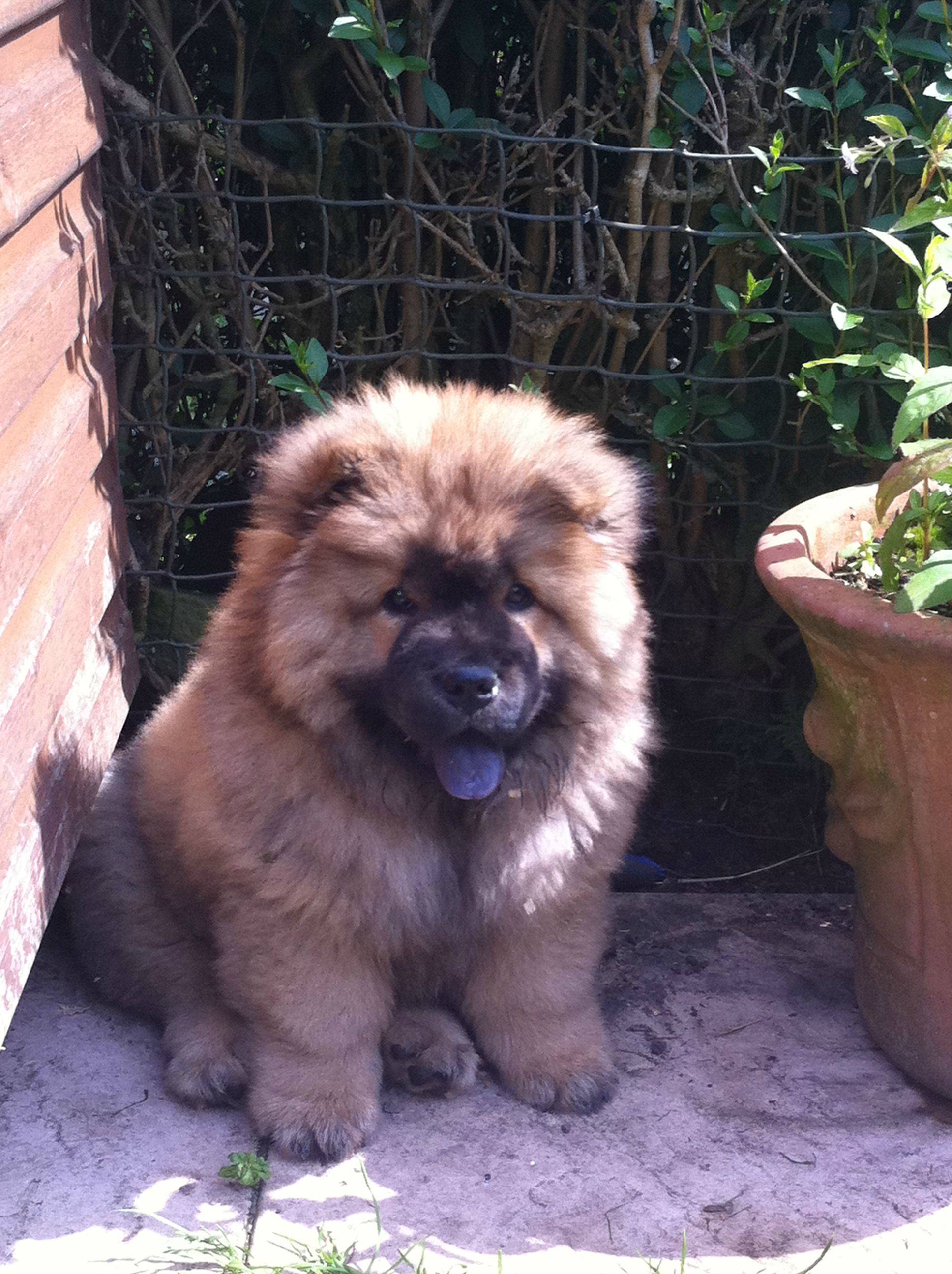 My friend's “TEDDY BEAR PUPPY DOG” | Funny Pictures, Quotes, Pics, Photos,  Images. Videos of Really Very Cute animals.