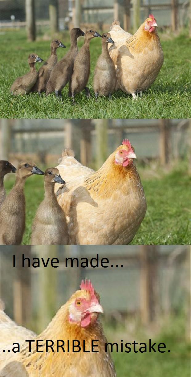 Hen hatches ducks after sitting on the wrong eggs | Funny Pictures, Quotes,  Pics, Photos, Images. Videos of Really Very Cute animals.