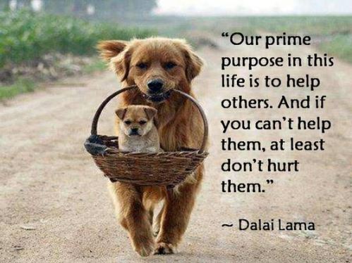 Inspiration Quote: Quote of the day | Funny Pictures, Quotes, Pics, Photos,  Images. Videos of Really Very Cute animals.