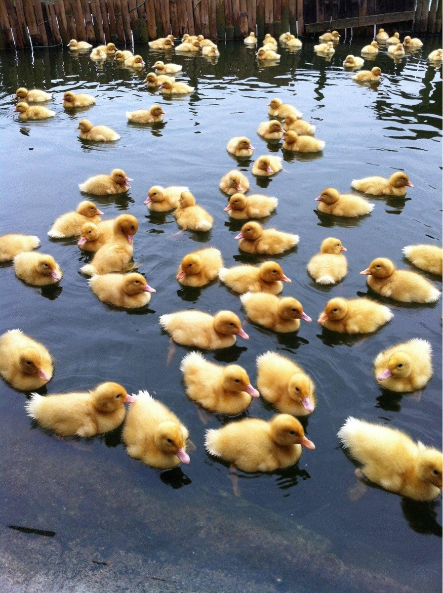 Baby ducks | Funny Pictures, Quotes, Pics, Photos, Images. Videos of Really Very Cute animals.