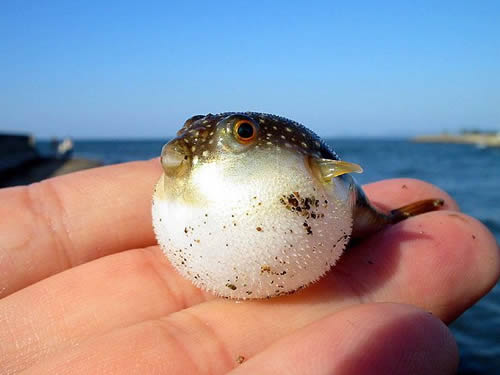 Cute Baby Pufferfish! | Funny Pictures, Quotes, Pics, Photos, Images.  Videos of Really Very Cute animals.
