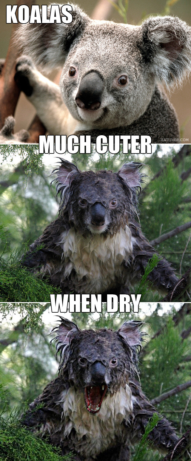 Koalas… | Funny Pictures, Quotes, Pics, Photos, Images. Videos of Really  Very Cute animals.