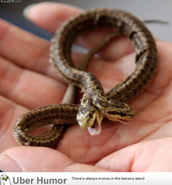 Double headed snake | Funny Pictures, Quotes, Pics, Photos, Images. Videos  of Really Very Cute animals.