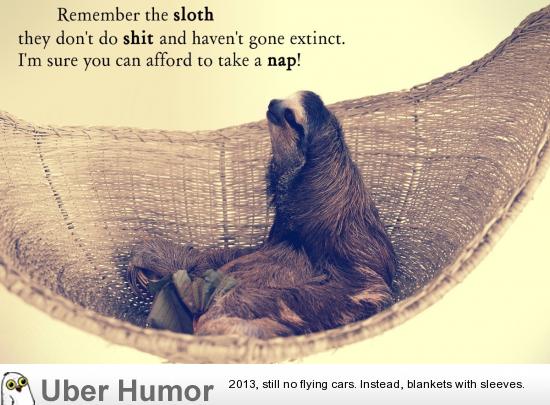 Sloth life | Funny Pictures, Quotes, Pics, Photos, Images. Videos of Really  Very Cute animals.