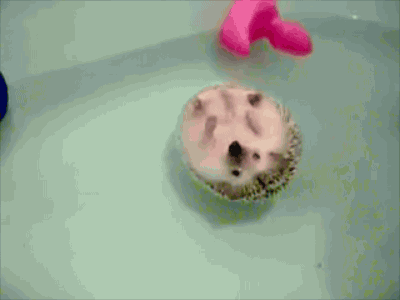 Here's a GIF of a Hedgehog swimming in circles to cheer you up