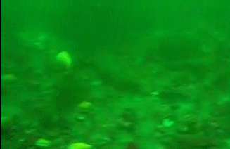 Scallops swimming