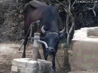 Cow using a water pump, that’s all