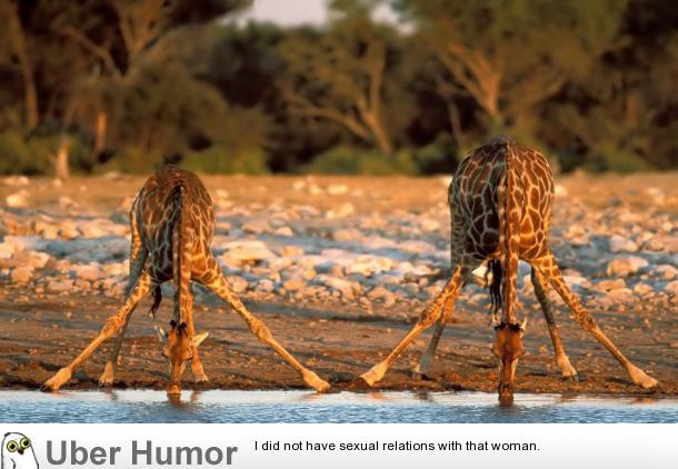 Giraffes drinking water | Funny Pictures, Quotes, Pics, Photos, Images.  Videos of Really Very Cute animals.