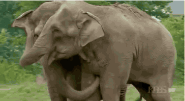 2 circus elephants immediately bond after being separated for 22 ye