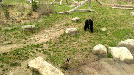 Goose makes a gorilla its bitch