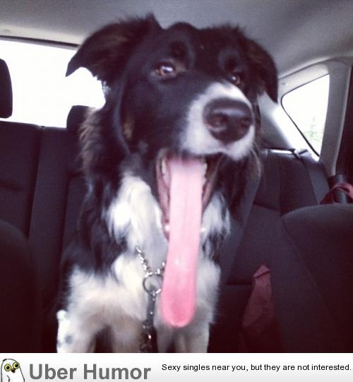 My friend's dog has the longest tongue I've ever seen | Funny Pictures,  Quotes, Pics, Photos, Images. Videos of Really Very Cute animals.